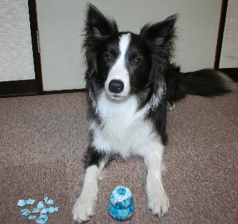 パピーコングを破壊した犬