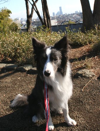 景色のいい公園で記念撮影する犬