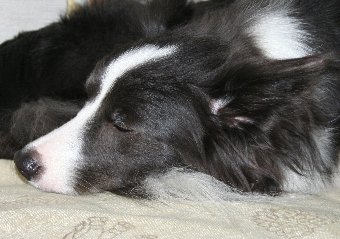 眠るボーダーコリー