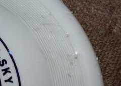 噛んで傷がついたディスク