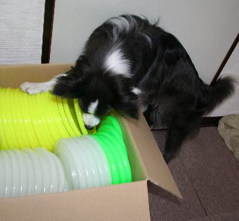 ダンボールに入ったたくさんのディスクとボーダーコリー
