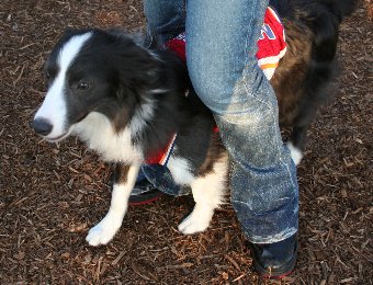 人の足の間に入るのが好きな犬