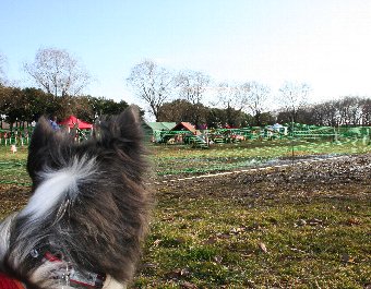 アジリティ大会を見学する犬