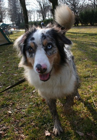 アジリティ大会に参加したお友達犬