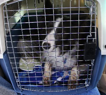 足がドロドロのままクレートに入る犬