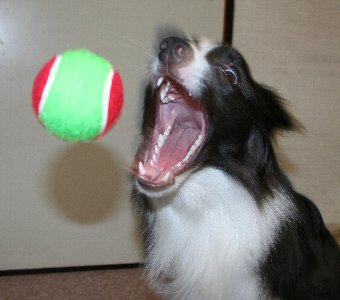 投げたボールをキャッチする直前の犬