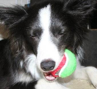 ボールを破壊し始める犬