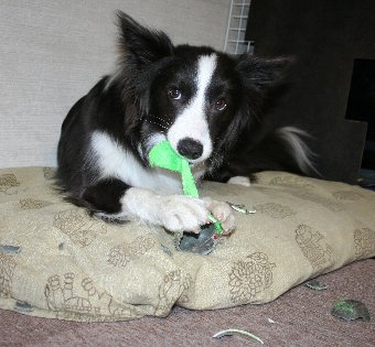あっという間にボールを破壊した犬