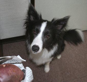 焼き芋に興味津々の犬