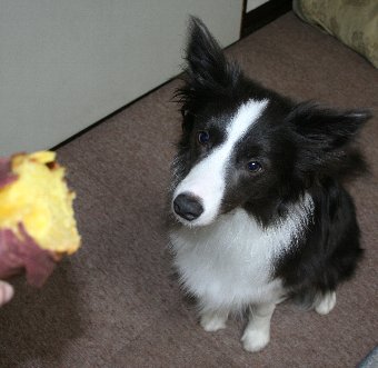 焼き芋がもらえると思って待つ犬