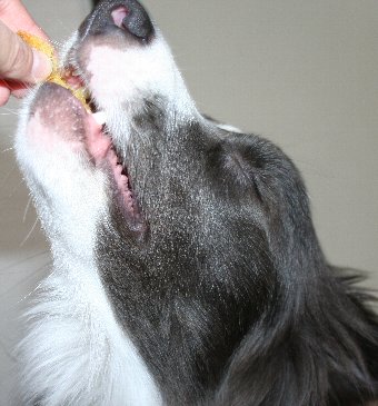 やっと焼き芋をもらえた犬