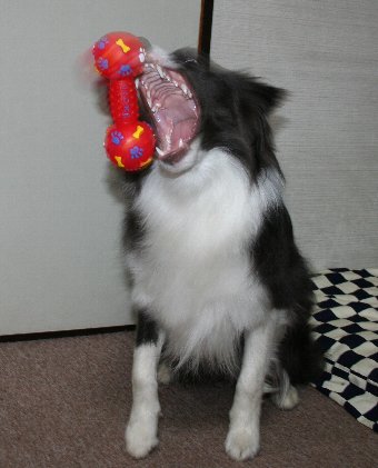 おもちゃをキャッチしようとする犬