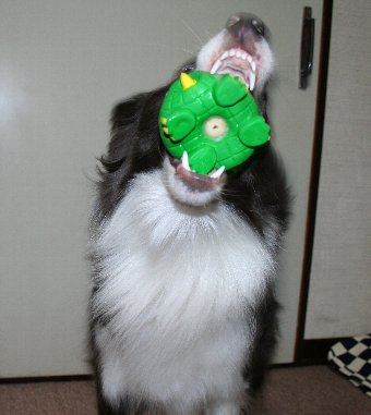 大口を開けておもちゃをキャッチする犬