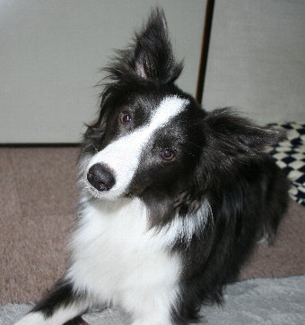 ジャーキーいる?と聞かれた時の犬の顔