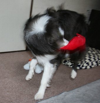 おもちゃを振り回して遊ぶ犬