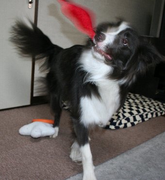 おもちゃをブンブン振り回す犬