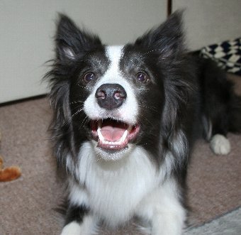 おもちゃで遊んでもらうのを待っている犬