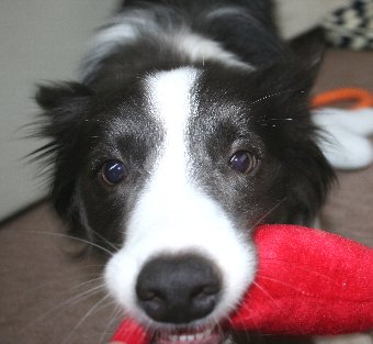 おもちゃをくわえる犬のアップ顔