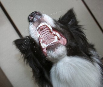 下から見るボーダーコリーの口