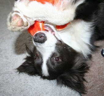 おもちゃを持って転がって遊ぶ犬