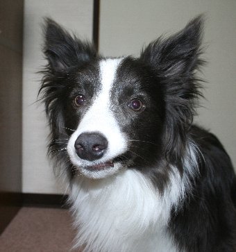 遊んでいたら変な顔になってしまった犬