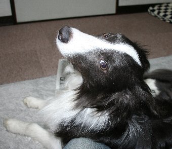 飼い主に新聞を読ませない犬