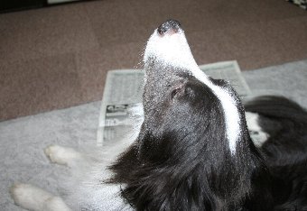 新聞を読むのを邪魔する犬