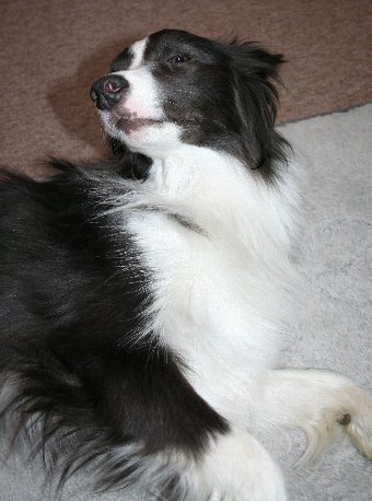 撫でて欲しがる犬