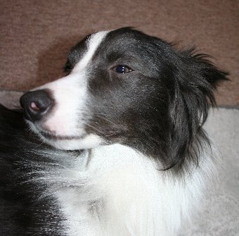撫でてもらおうとしている時の犬の顔