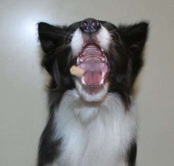 犬がフードをキャッチする瞬間