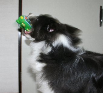タイミングが遅すぎた写真