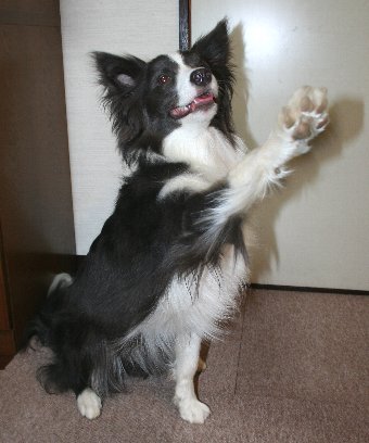手を上げて返事をする犬