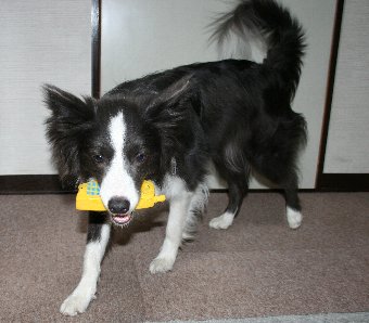 ガラケー型のおもちゃで遊ぶ犬