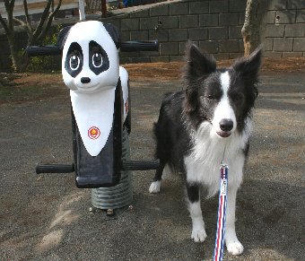 公園の遊具と似ているボーダーコリー