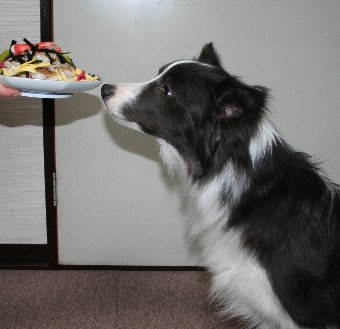 ちらし寿司と犬