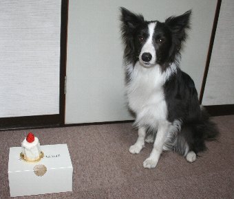 誕生日ケーキと記念撮影する犬