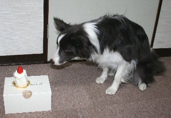 ケーキに興味津々の犬