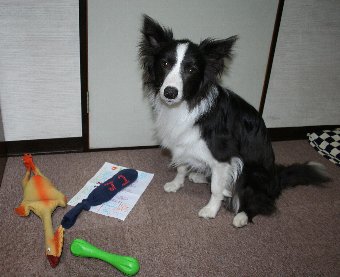 誕生日プレゼントをもらった犬