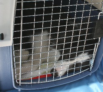 屋外でもハウス内で寝られるようになった犬