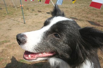 レトリーブ大会に来て楽しそうな犬