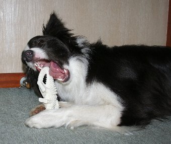 ナイラボーンをかじる犬