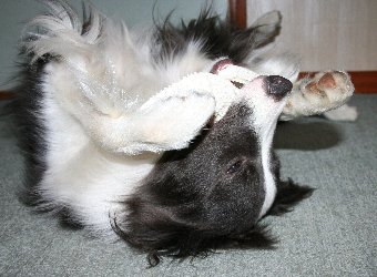 転がってナイラボーンを噛む犬