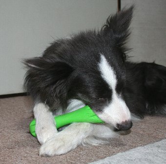 新しいオモチャを噛む犬