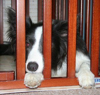 サークル内で不満気な犬