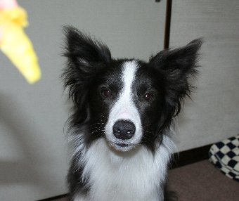 焼き芋が貰えそうで真剣な顔になる犬