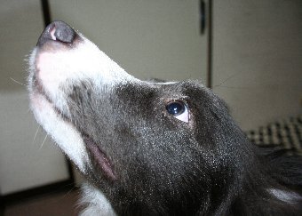 焼き芋をもらう犬