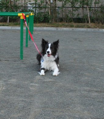 公園で休憩中のボーダーコリー