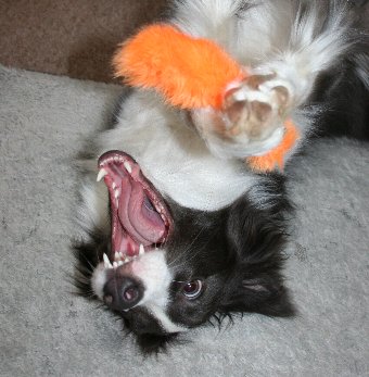 大口を開けて遊ぶ犬