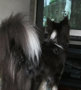 テレビを見る犬