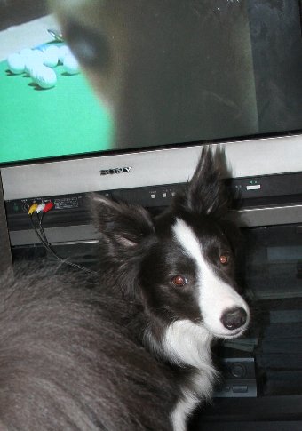 テレビ前で振り返る犬